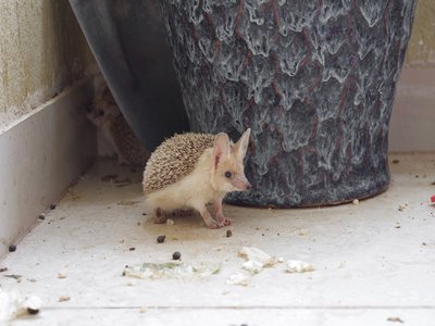 Desert Hedgehog