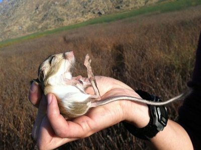 Desert Kangaroo Rat
