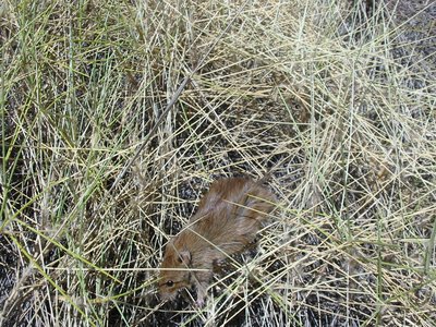 Desert Mouse