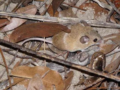 Desert Pygmy Mouse