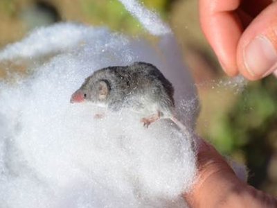 Desert Shrew