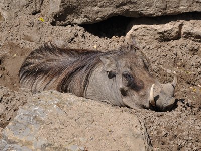 Desert Warthog