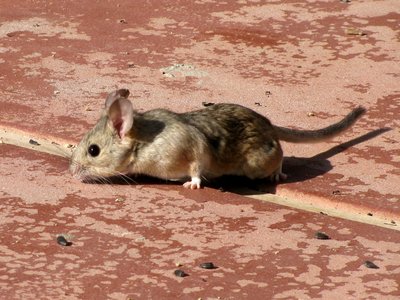Desert Woodrat