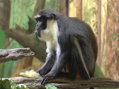 Diana Monkey