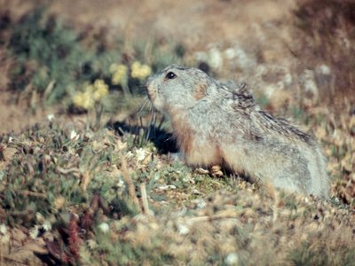 Dicrostonyx Groenlandicus