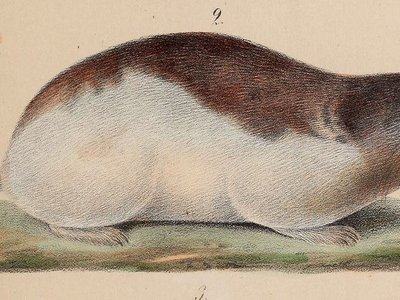 Dicrostonyx Torquatus