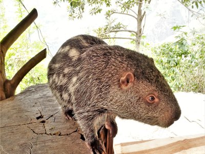Dinomys