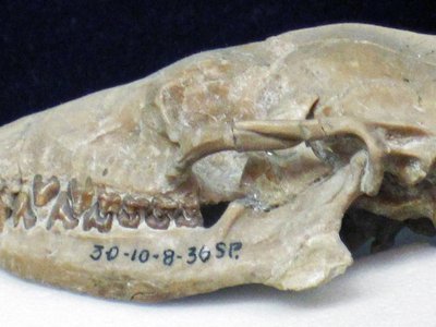 Dinosaur Shrew