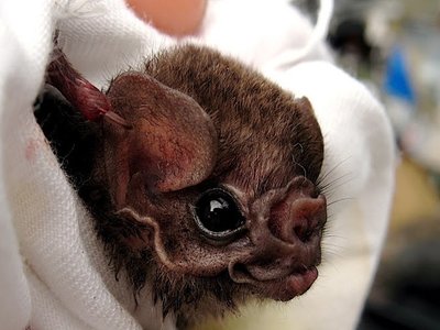 Diphylla Ecaudata