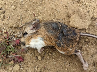 Dipodomys Agilis