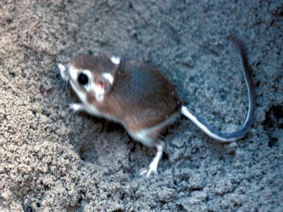 Dipodomys Compactus