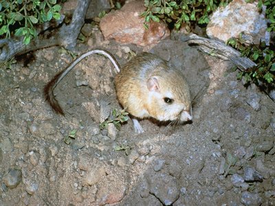 Dipodomys Ingens