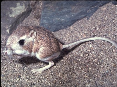 Dipodomys Insularis