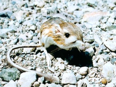 Dipodomys Merriami Kangaroo Rat