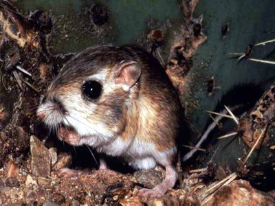 Dipodomys Nitratoides Kangaroo Rat