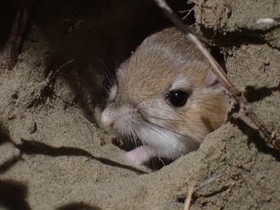 Dipodomys Ordii