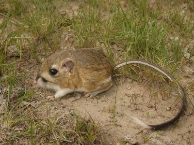 Dipodomys Ornatus Kangaroo Rat