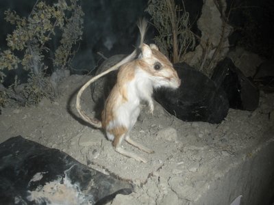 Dipodomys Panamintinus Kangaroo Rat