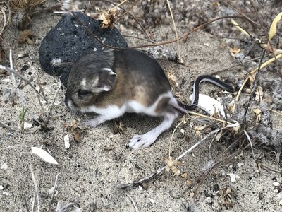 Dipodomys Simulans