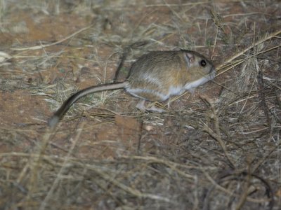 Dipodomys Spectabilis