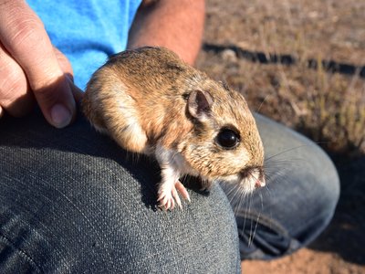 Dipodomys Stephensi Kangaroo Rat