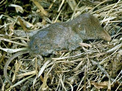 Dismal Swamp Shrew