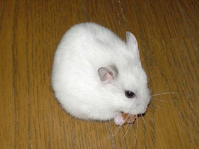Djungarian Hamster