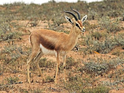 Dorcas Gazelle