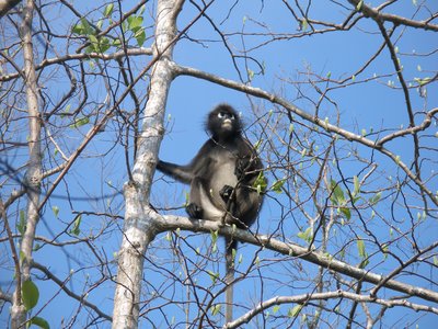 Dusky Leaf Monkey