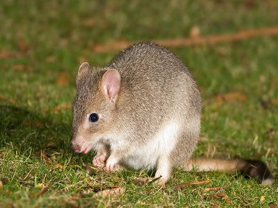 Eastern Bettong
