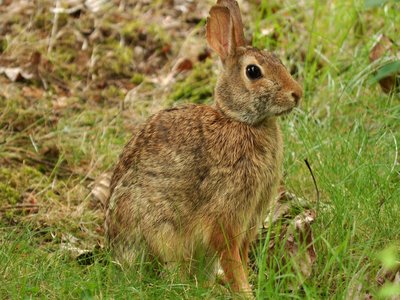 Eastern Cottontail