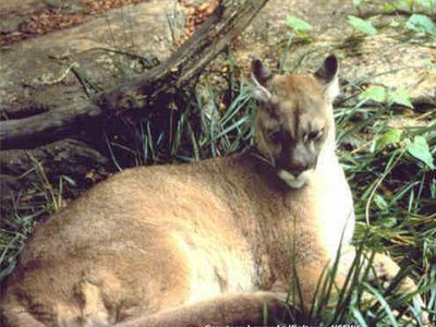 Eastern Cougar