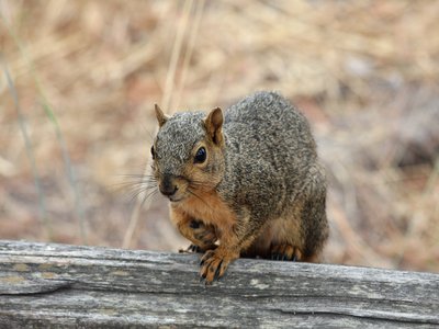 Eastern Fox Squirrel