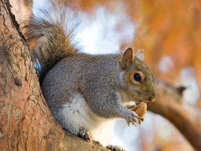 Eastern Gray Squirrel