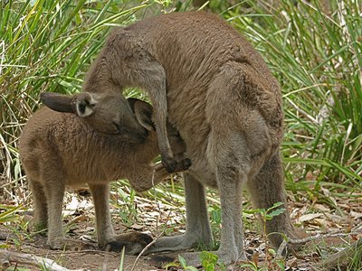 Eastern Grey Kangaroo