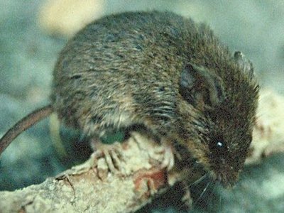 Eastern Harvest Mouse