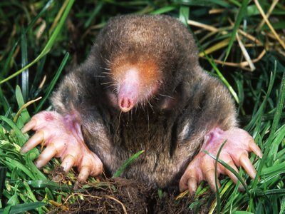 Eastern Mole