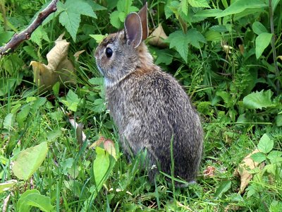 Eastern Mountain Cottontail