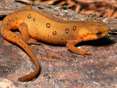Eastern Newt