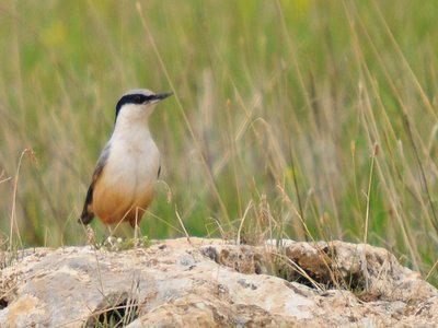 Eastern Nuthatch