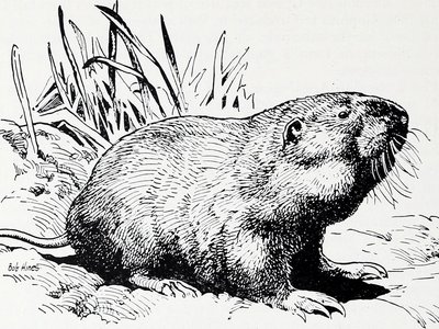 Eastern Pocket Gopher