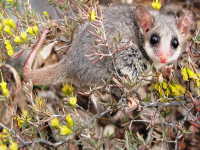 Eastern Pygmy Possum
