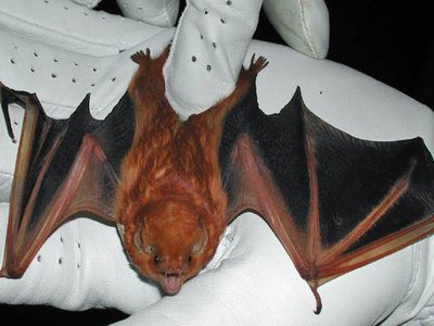 Eastern Red Bat