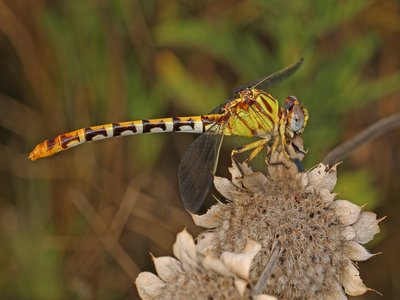Eastern Ringtail