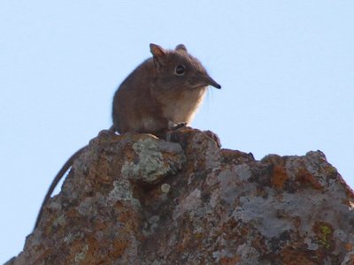 Eastern Rock Elephant Shrew