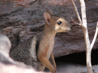 Eastern Rock Wallaby
