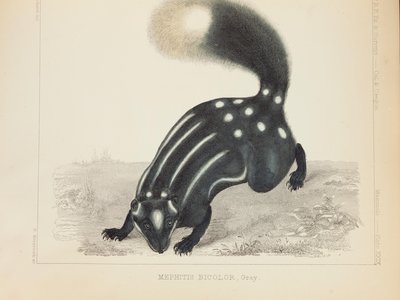 Eastern Spotted Skunk