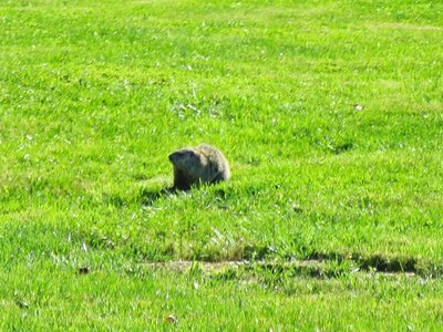 Eastern Woodchuck