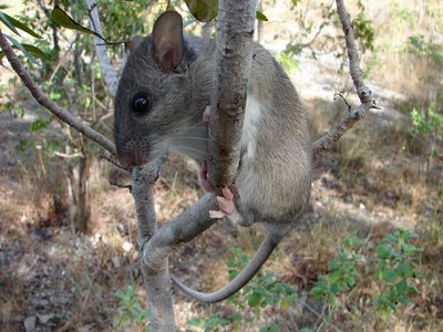 Eastern Woodrat