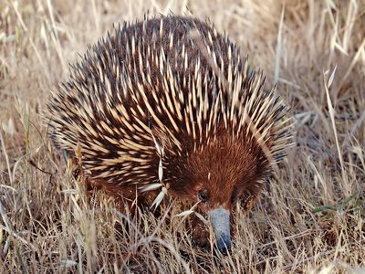 Echidna